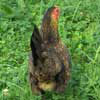 1st image description
