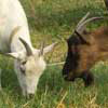 1st image description